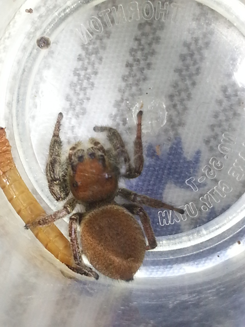 «ö¦¹¦b·sµøµ¡ÂsÄý¹Ï¤ù