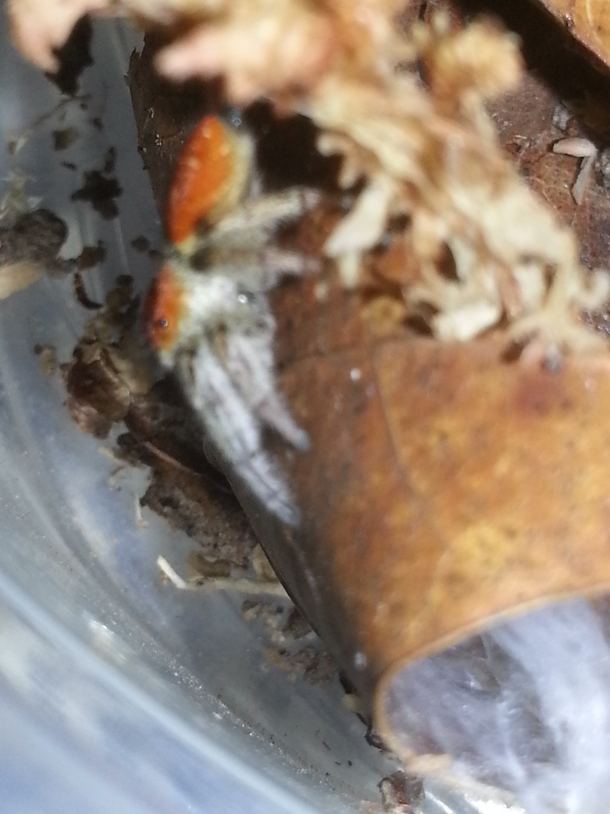 «ö¦¹¦b·sµøµ¡ÂsÄý¹Ï¤ù