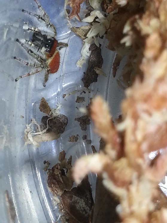 «ö¦¹¦b·sµøµ¡ÂsÄý¹Ï¤ù