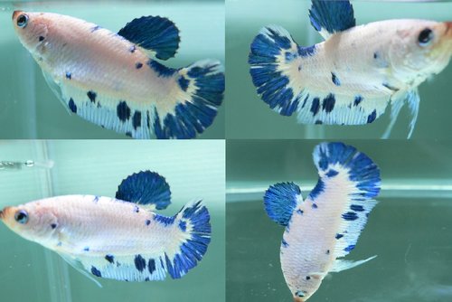 按此在新視窗瀏覽圖片