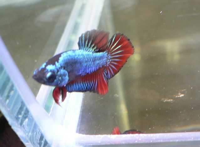 按此在新視窗瀏覽圖片