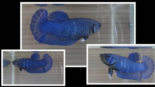 «ö¦¹¦b·sµøµ¡ÂsÄý¹Ï¤ù