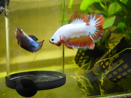 «ö¦¹¦b·sµøµ¡ÂsÄý¹Ï¤ù