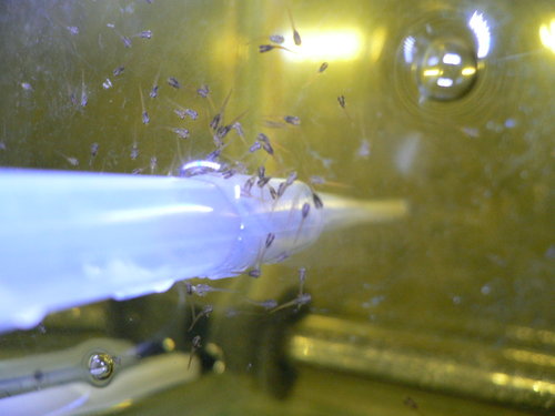 «ö¦¹¦b·sµøµ¡ÂsÄý¹Ï¤ù