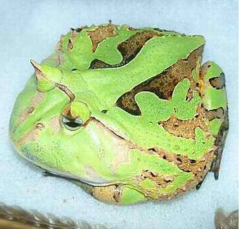 «ö¦¹¦b·sµøµ¡ÂsÄý¹Ï¤ù