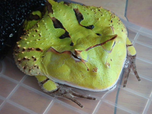 «ö¦¹¦b·sµøµ¡ÂsÄý¹Ï¤ù