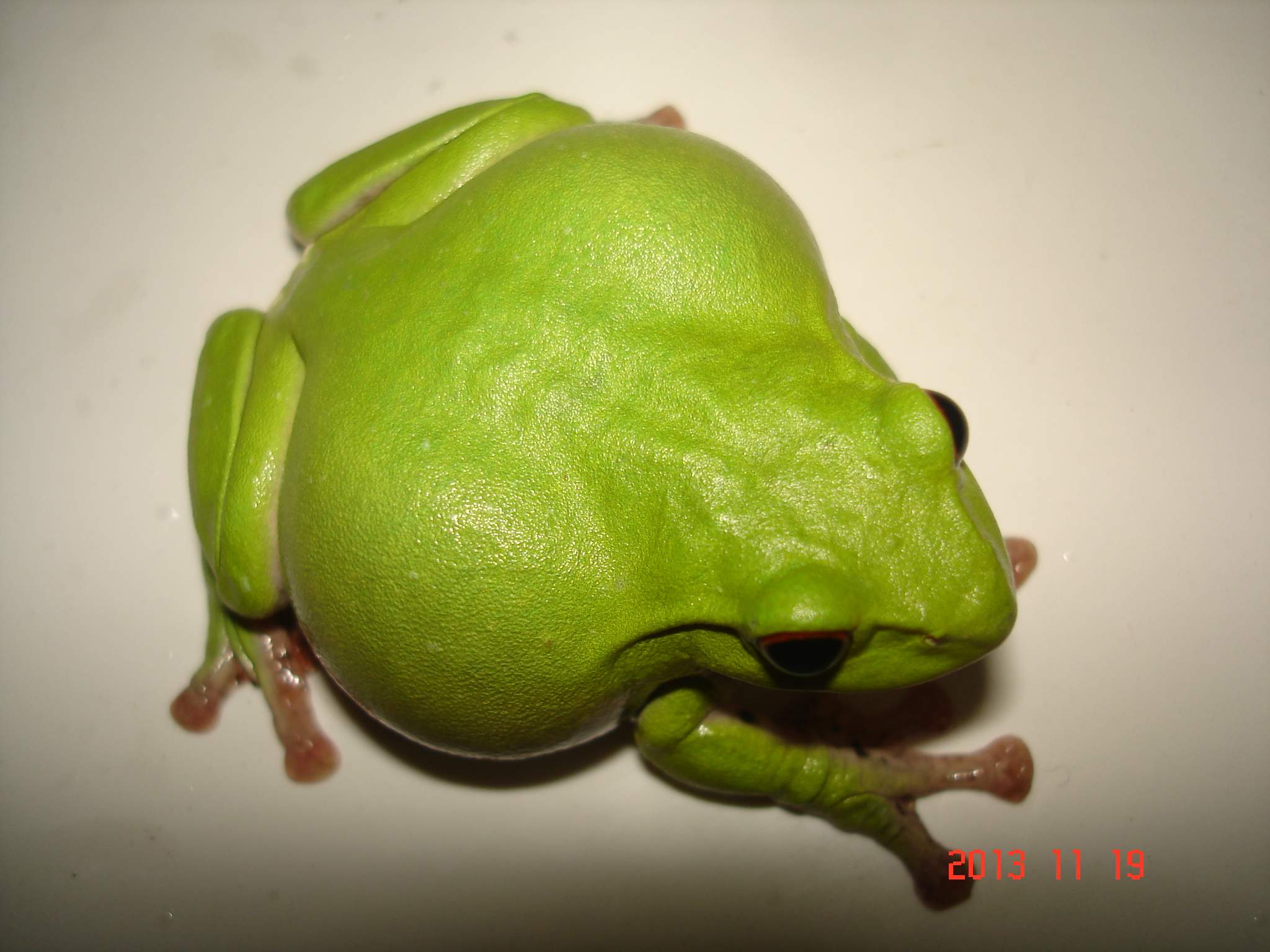 «ö¦¹¦b·sµøµ¡ÂsÄý¹Ï¤ù