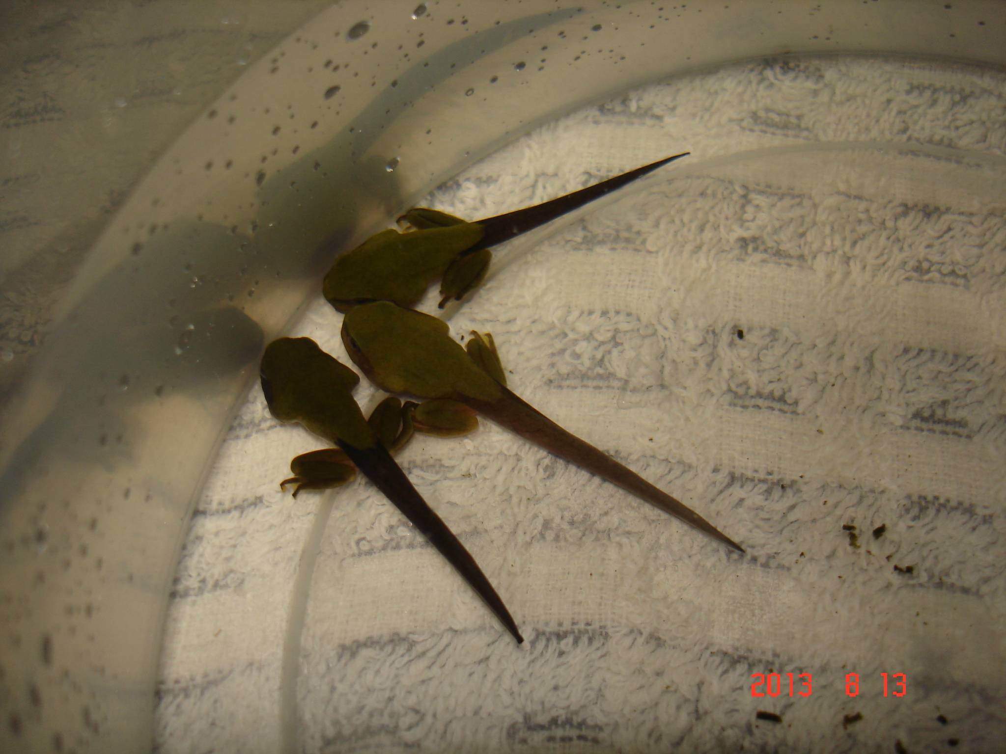 «ö¦¹¦b·sµøµ¡ÂsÄý¹Ï¤ù