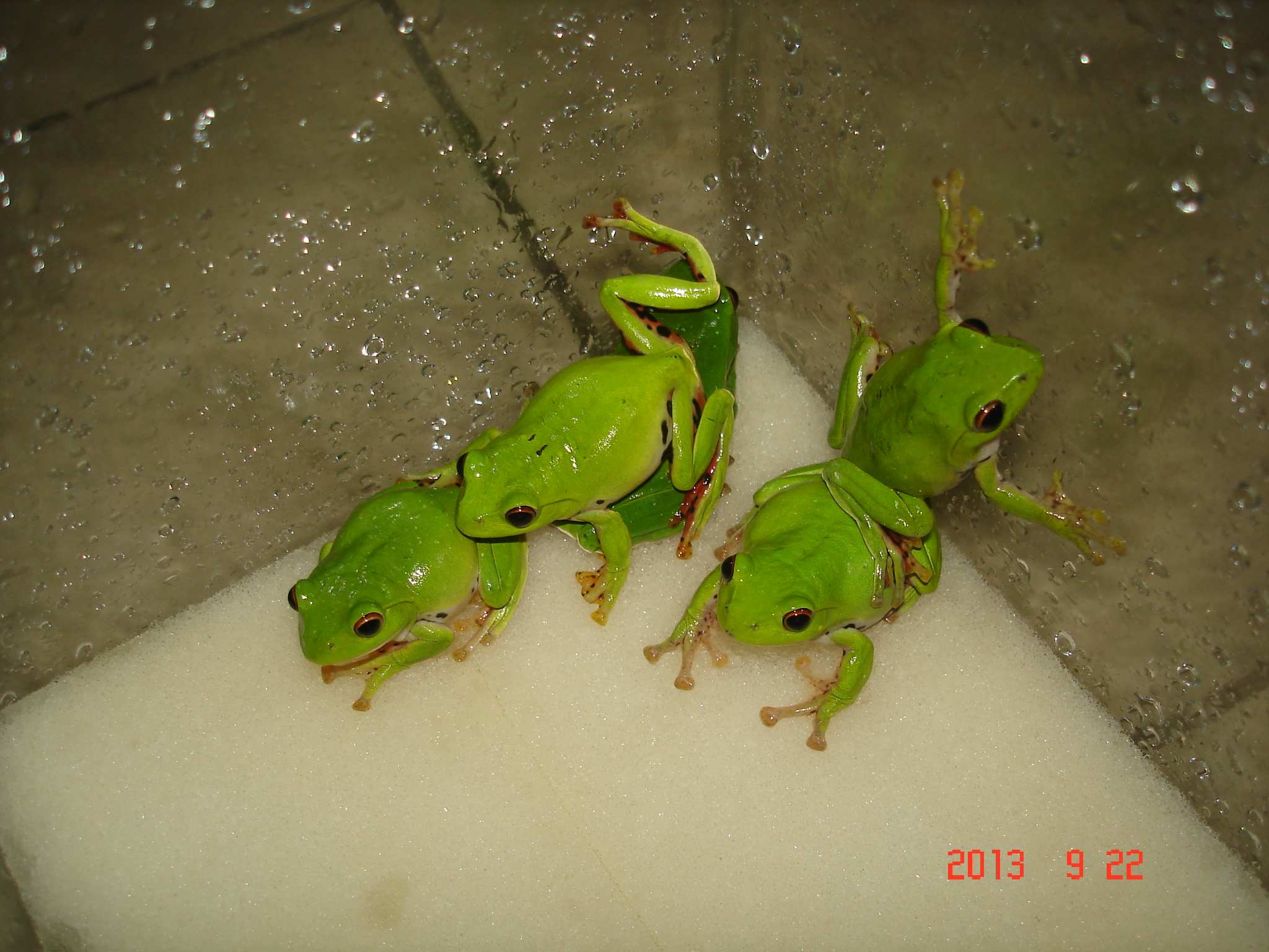 «ö¦¹¦b·sµøµ¡ÂsÄý¹Ï¤ù