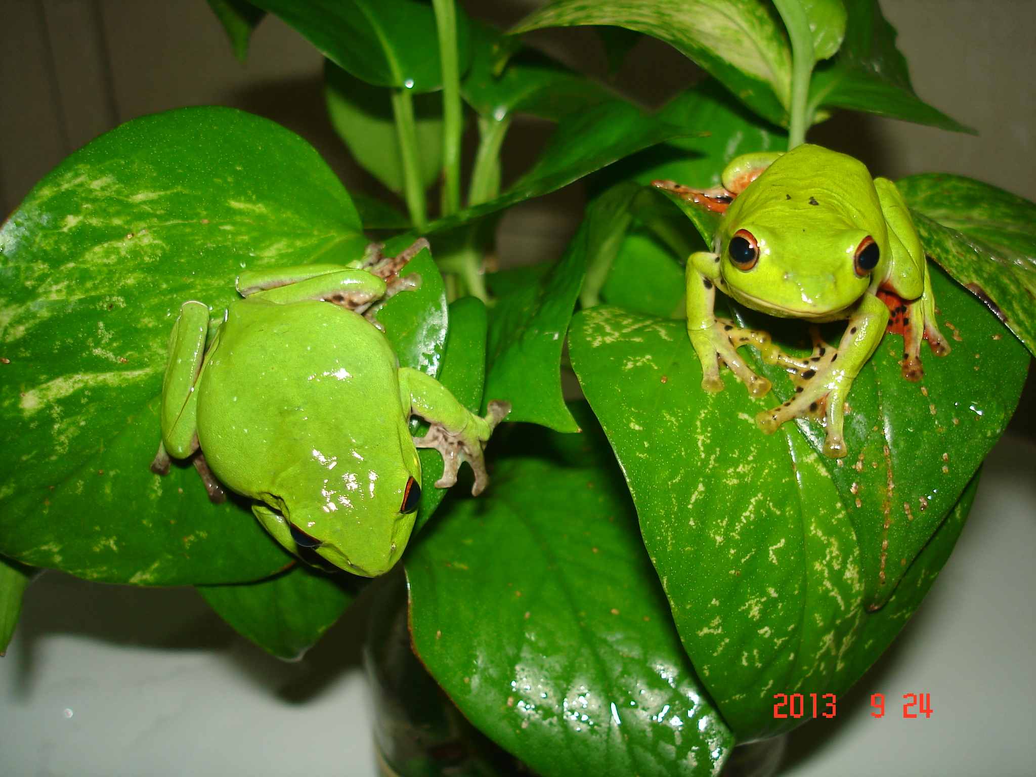 «ö¦¹¦b·sµøµ¡ÂsÄý¹Ï¤ù