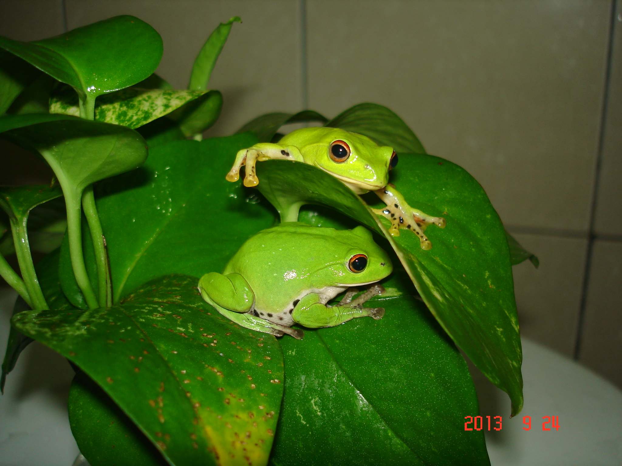 «ö¦¹¦b·sµøµ¡ÂsÄý¹Ï¤ù