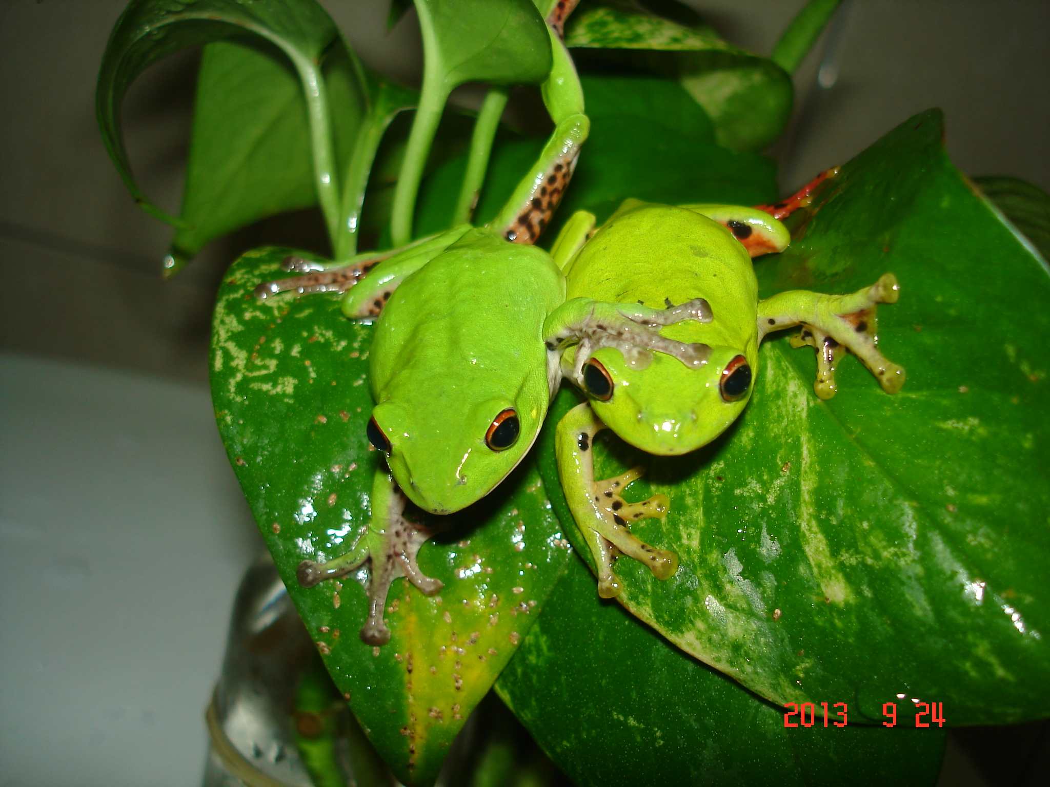 «ö¦¹¦b·sµøµ¡ÂsÄý¹Ï¤ù