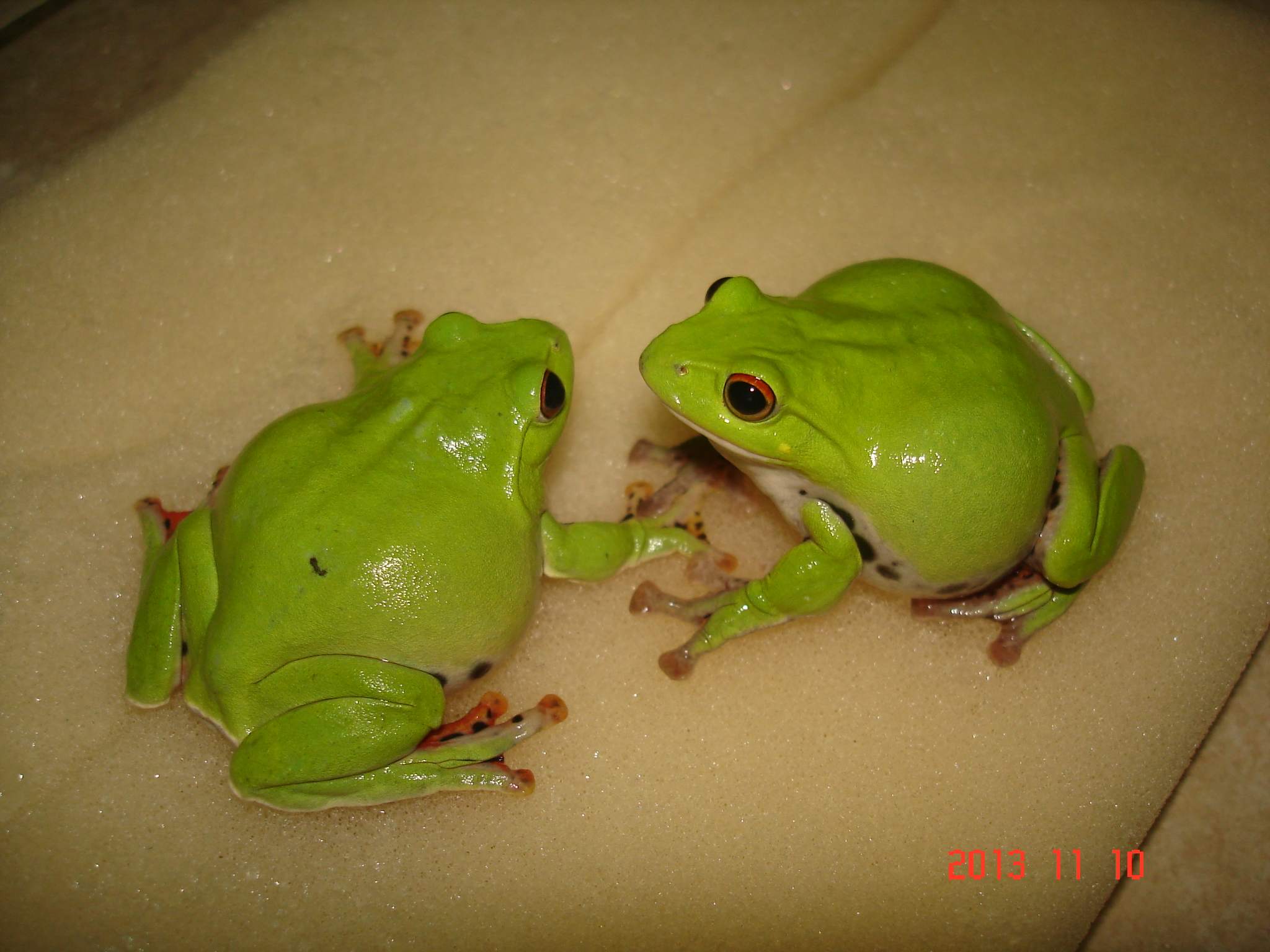 «ö¦¹¦b·sµøµ¡ÂsÄý¹Ï¤ù