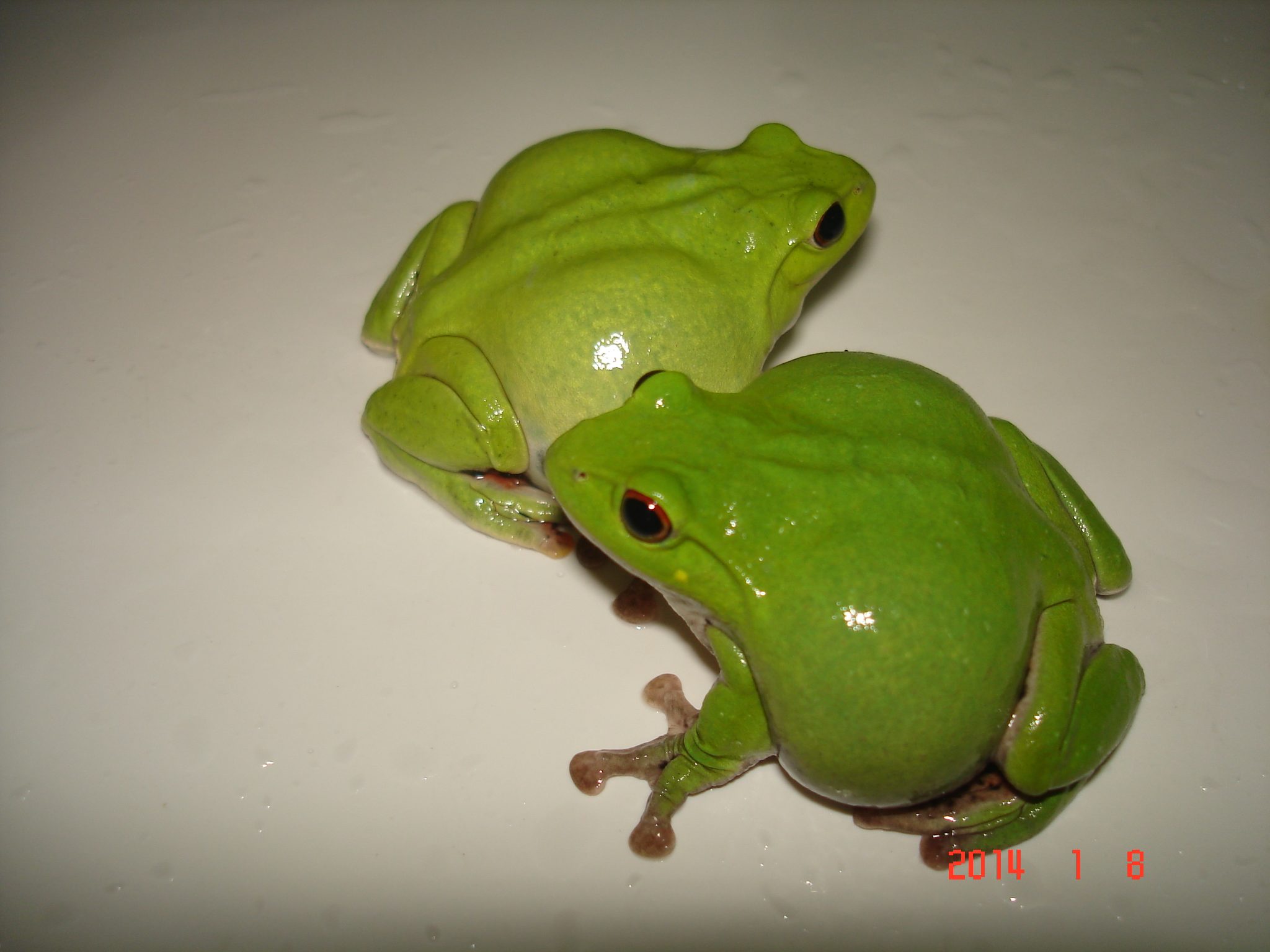 «ö¦¹¦b·sµøµ¡ÂsÄý¹Ï¤ù