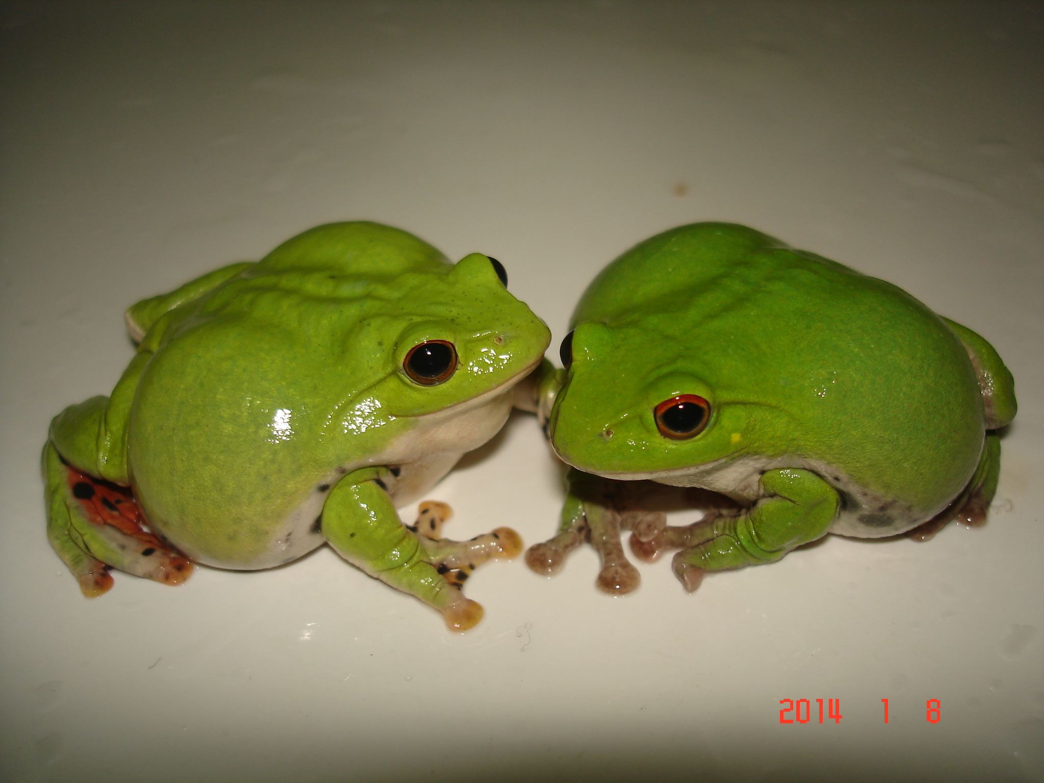 «ö¦¹¦b·sµøµ¡ÂsÄý¹Ï¤ù