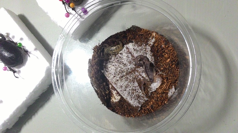 «ö¦¹¦b·sµøµ¡ÂsÄý¹Ï¤ù