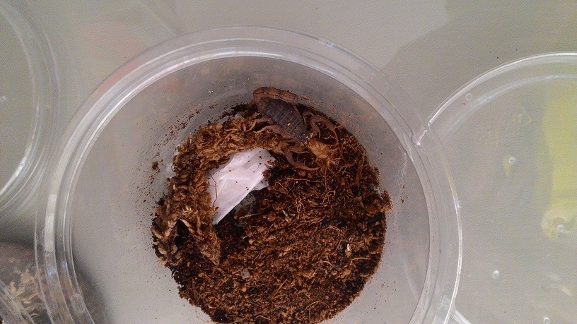 «ö¦¹¦b·sµøµ¡ÂsÄý¹Ï¤ù