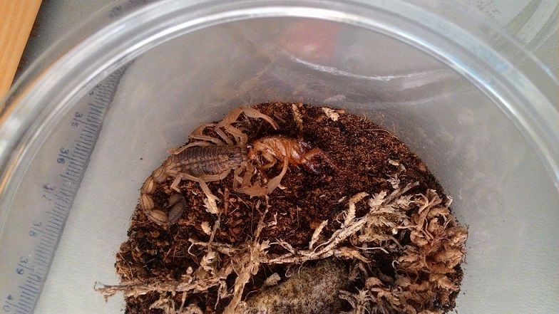 «ö¦¹¦b·sµøµ¡ÂsÄý¹Ï¤ù