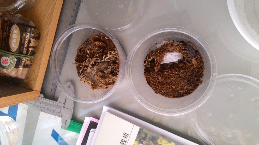 «ö¦¹¦b·sµøµ¡ÂsÄý¹Ï¤ù