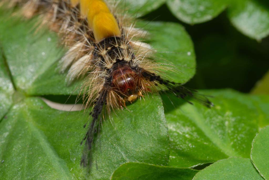 «ö¦¹¦b·sµøµ¡ÂsÄý¹Ï¤ù