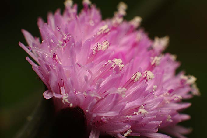 «ö¦¹¦b·sµøµ¡ÂsÄý¹Ï¤ù