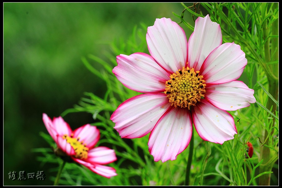 按此在新視窗瀏覽圖片