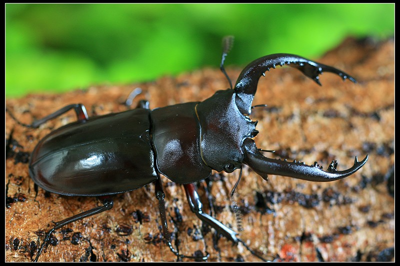 «ö¦¹¦b·sµøµ¡ÂsÄý¹Ï¤ù