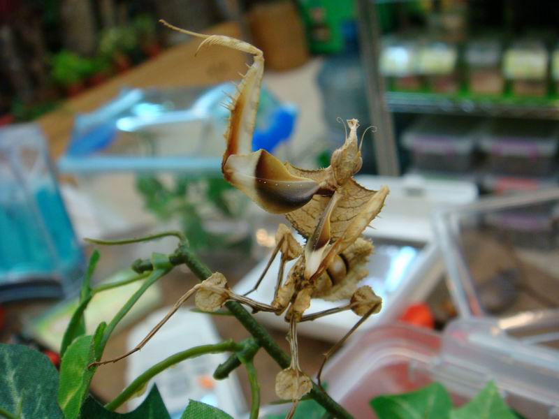按此在新視窗瀏覽圖片