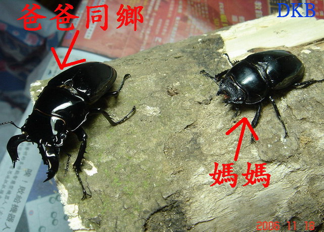 按此在新視窗瀏覽圖片