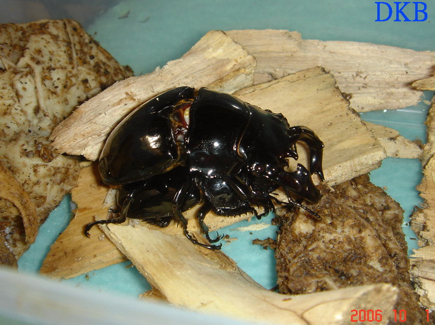 «ö¦¹¦b·sµøµ¡ÂsÄý¹Ï¤ù