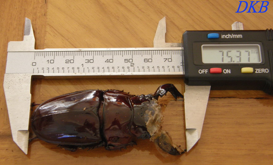 «ö¦¹¦b·sµøµ¡ÂsÄý¹Ï¤ù