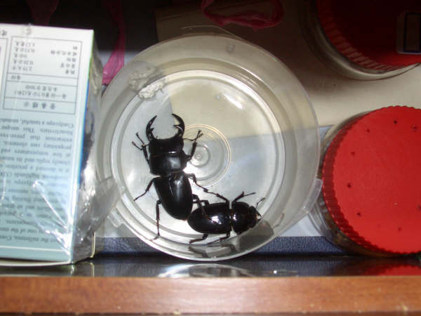 按此在新視窗瀏覽圖片