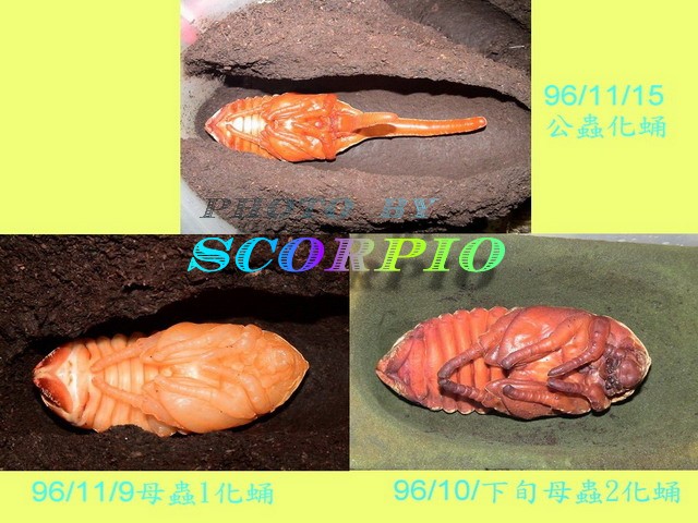 «ö¦¹¦b·sµøµ¡ÂsÄý¹Ï¤ù