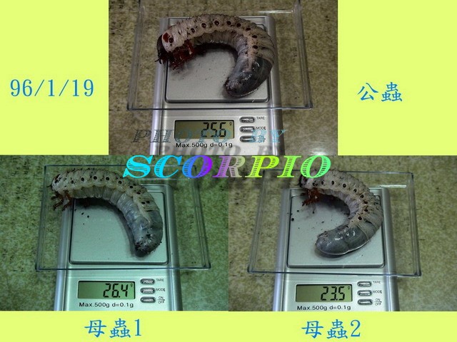 «ö¦¹¦b·sµøµ¡ÂsÄý¹Ï¤ù