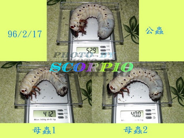 «ö¦¹¦b·sµøµ¡ÂsÄý¹Ï¤ù