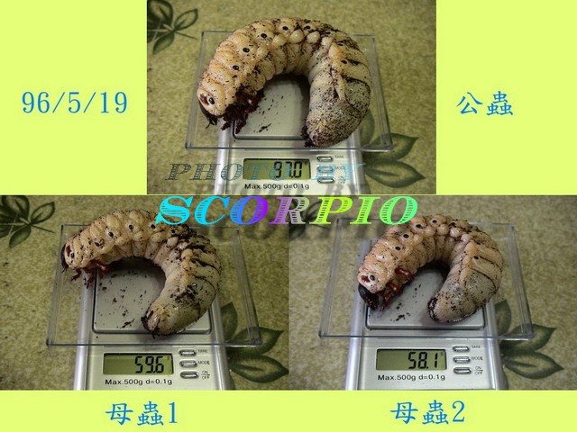 «ö¦¹¦b·sµøµ¡ÂsÄý¹Ï¤ù