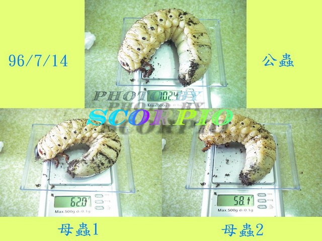 «ö¦¹¦b·sµøµ¡ÂsÄý¹Ï¤ù