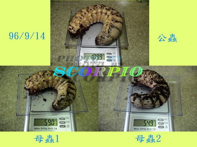 «ö¦¹¦b·sµøµ¡ÂsÄý¹Ï¤ù