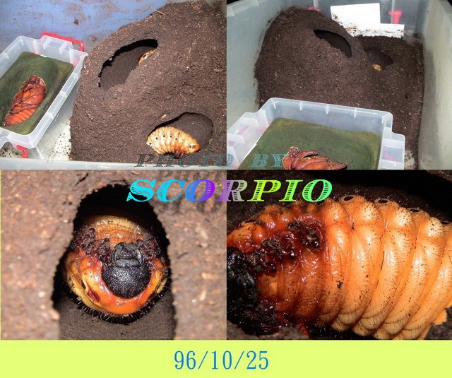 «ö¦¹¦b·sµøµ¡ÂsÄý¹Ï¤ù