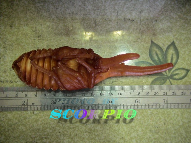 «ö¦¹¦b·sµøµ¡ÂsÄý¹Ï¤ù