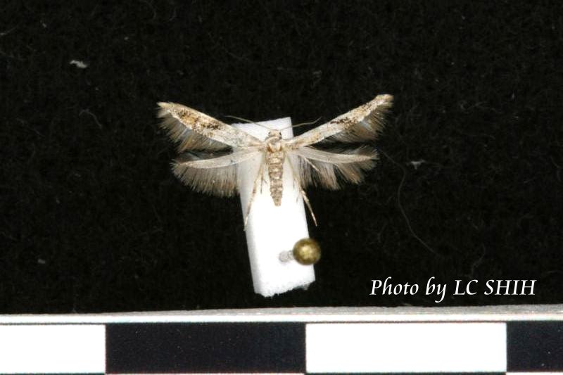 «ö¦¹¦b·sµøµ¡ÂsÄý¹Ï¤ù