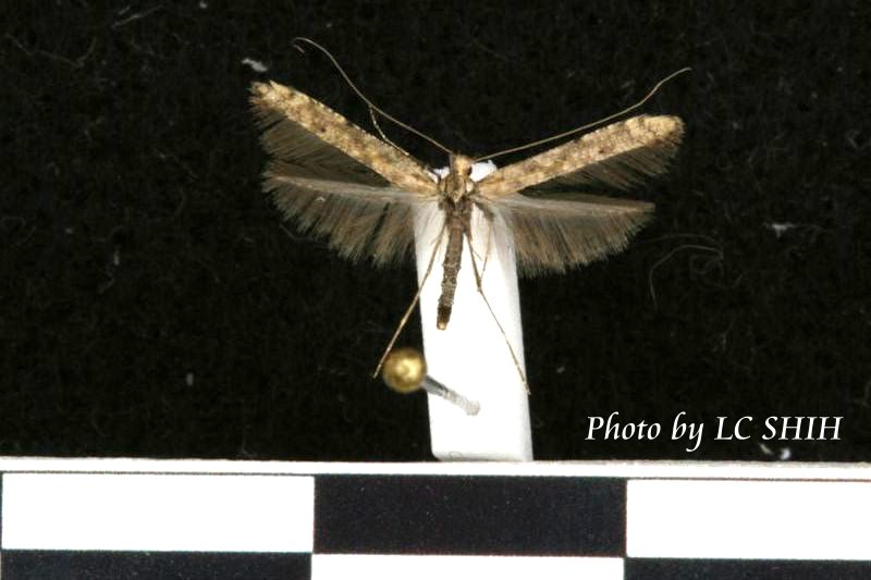 «ö¦¹¦b·sµøµ¡ÂsÄý¹Ï¤ù