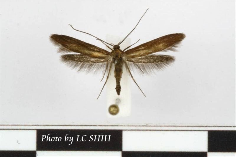 «ö¦¹¦b·sµøµ¡ÂsÄý¹Ï¤ù