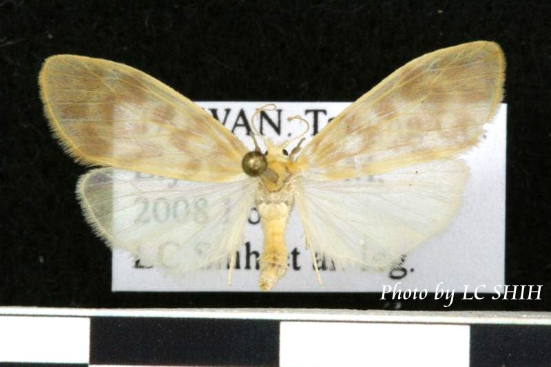 «ö¦¹¦b·sµøµ¡ÂsÄý¹Ï¤ù