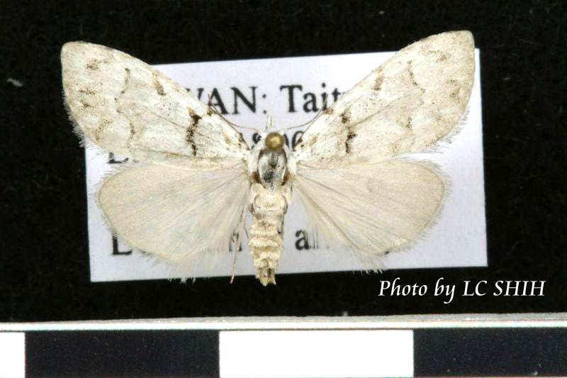 «ö¦¹¦b·sµøµ¡ÂsÄý¹Ï¤ù