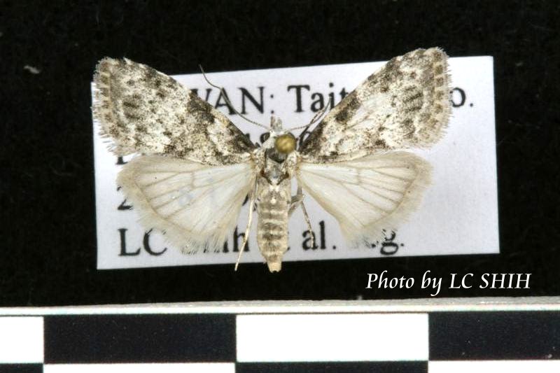 «ö¦¹¦b·sµøµ¡ÂsÄý¹Ï¤ù