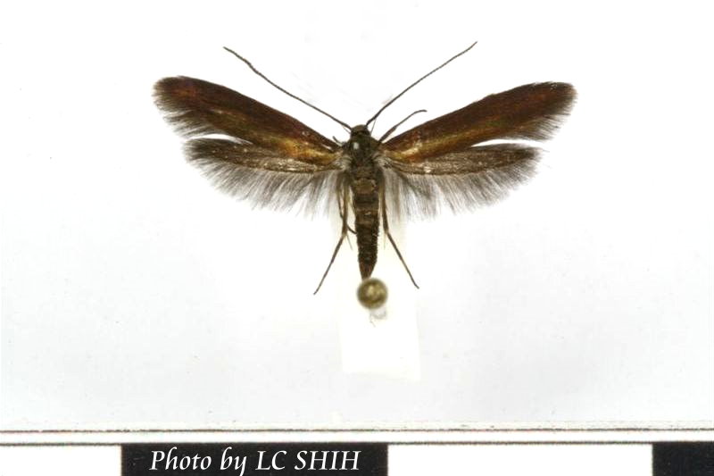 «ö¦¹¦b·sµøµ¡ÂsÄý¹Ï¤ù