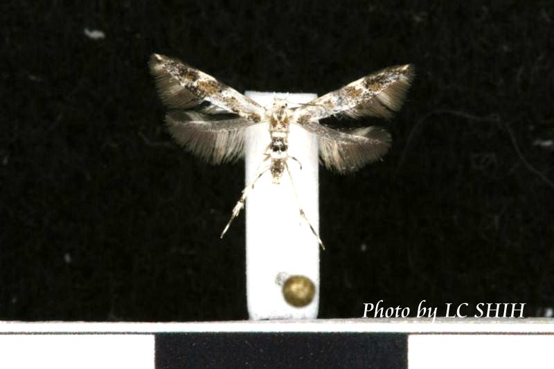 «ö¦¹¦b·sµøµ¡ÂsÄý¹Ï¤ù