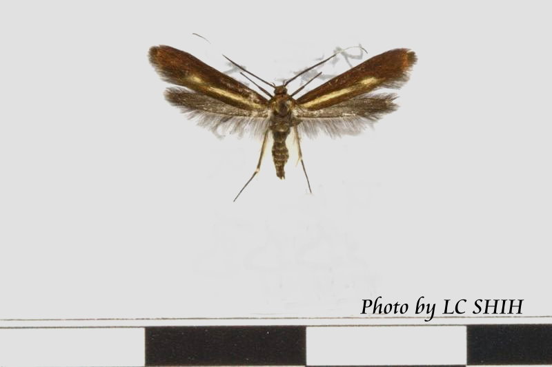 «ö¦¹¦b·sµøµ¡ÂsÄý¹Ï¤ù