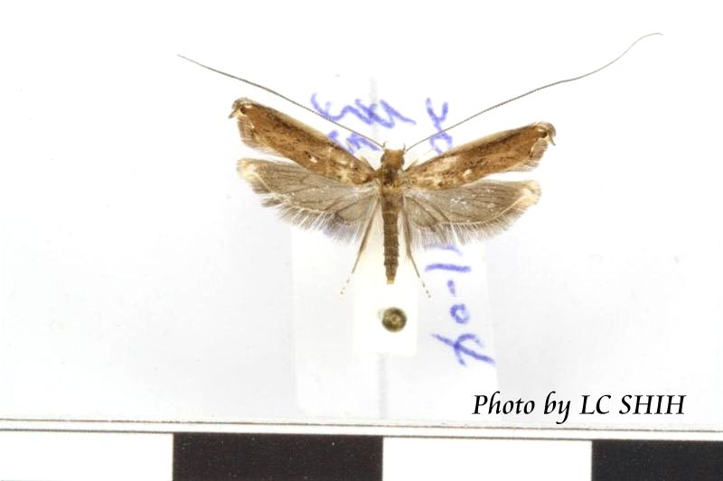 «ö¦¹¦b·sµøµ¡ÂsÄý¹Ï¤ù